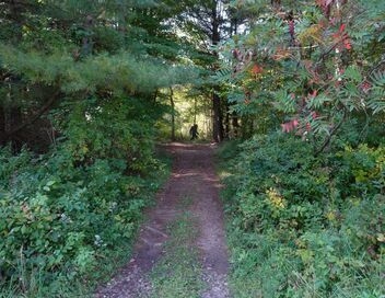 Bigfoot : mythe ou réalité ?