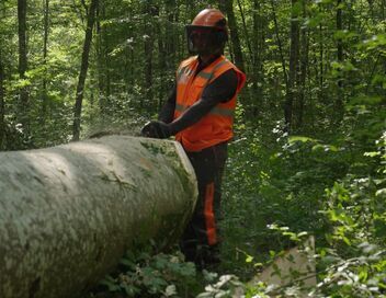 Bûcheron : un métier à hauts risques