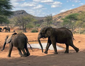Kenya, gardiennes des éléphants