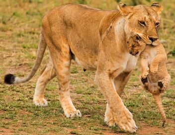 Quand les hyènes défient les lions