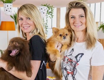 Animaux à adopter