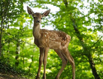 Bambi, l'histoire d'une vie dans les bois