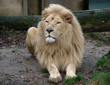 Une saison au zoo