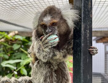 Cohabiter avec des animaux sauvages
