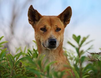 La grande famille des chiens
