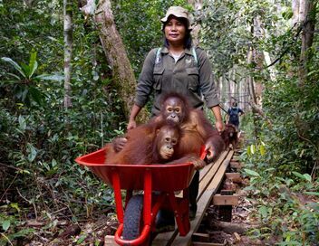Bornéo, l'école des orangs-outans