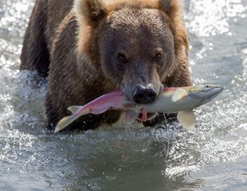 L'année de l'ours