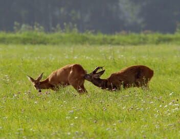 Animaux, l'art d'être parent : Quand la famille s'agrandit