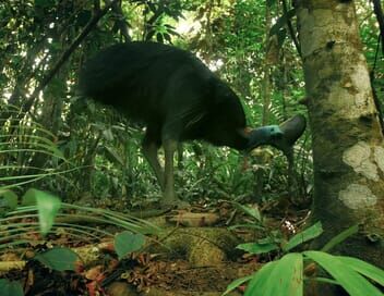 Dans la plus vieille forêt du monde