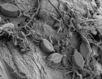 Plastique et vie marine : Une cohabitation à la dérive