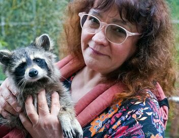 Les ratons laveurs, nos nouveaux voisins ?