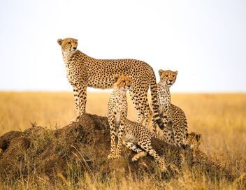 Serengeti