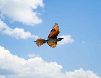 Les animaux s'envoient en l'air