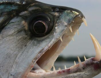 River Monsters