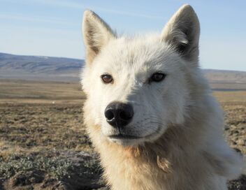Le loup arctique
