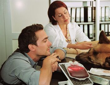 Rex, chien flic