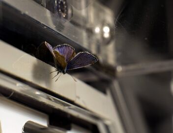 Les papillons, ces super héros de la nature