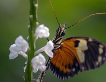 Les papillons, ces super héros de la nature