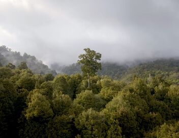 Nouvelle-Zélande : La forêt des géants