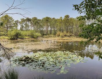 Libellules, salamandres et vipères : Une cohabitation au fil de l'eau