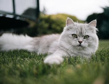 Le grand bêtisier des animaux