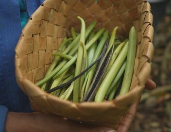 Guadeloupe : graines d'avenir