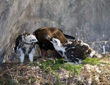 L'aigle royal, seigneur des Alpes