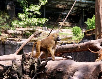 Zoos : la gestion des animaux en question