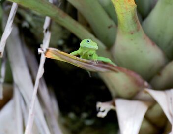 Guadeloupe, des cimes à l'océan