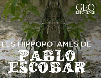 Les hippopotames de Pablo Escobar