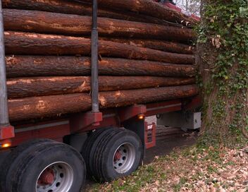 Bûcheron : un métier à hauts risques