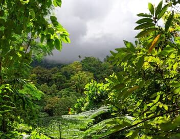 La forêt tropicale humide du Costa Rica