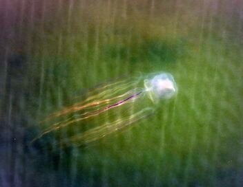 Les prédateurs de la Grande Barrière de corail