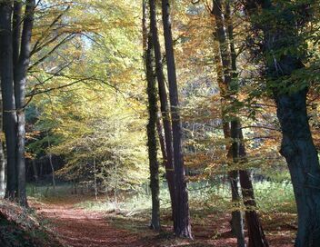 Les forêts du Québec en 4 couleurs