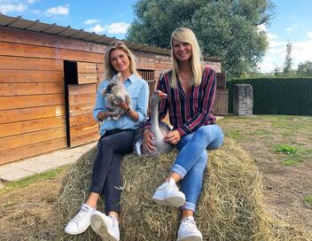 Animaux à adopter