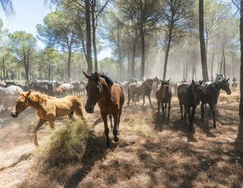 Carmen et les cavaliers d'El Rocío : A la poursuite des chevaux sauvages