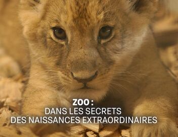 Zoo : dans les secrets des naissances extraordinaires