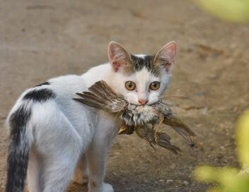 Biodiversité : faut-il chasser les chats