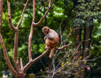 Une saison au zoo