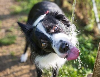 Animaux à adopter