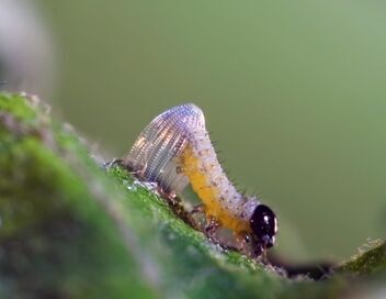 Les insectes, super-héros en minuscule