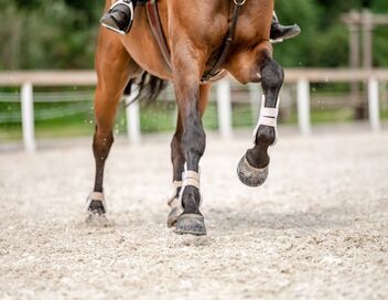 Equitation : Saut d'obstacles international Paris