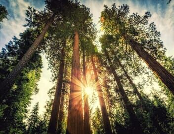 Dans les forêts montagneuses de Californie