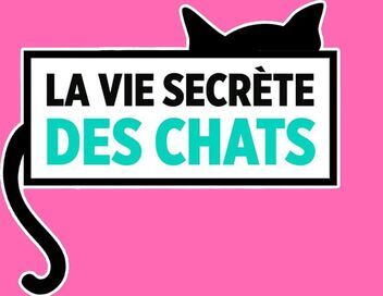 La vie secrète des chats