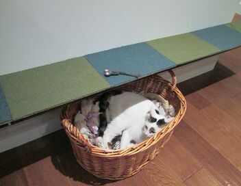 Hell's Cat : mon chat est un cauchemar