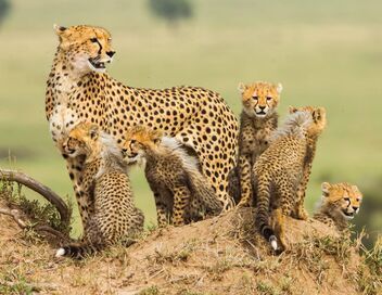 La meute, cinq guépards dans le Serengeti
