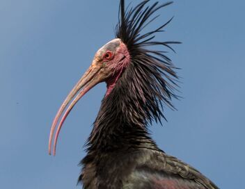 Ibis chauve : le retour d'un oiseau rare