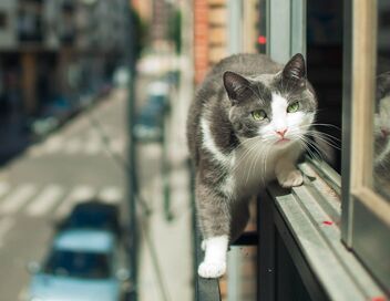 La vie secrète des chats