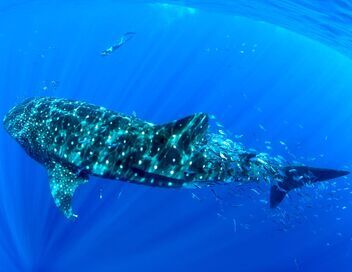 Les géants marins des Açores