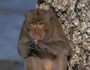 Les singes qui voulaient voir la mer